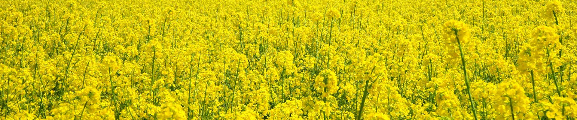 close up of field of rapeseeds