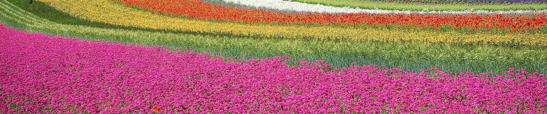 field with rows of colourful flowers